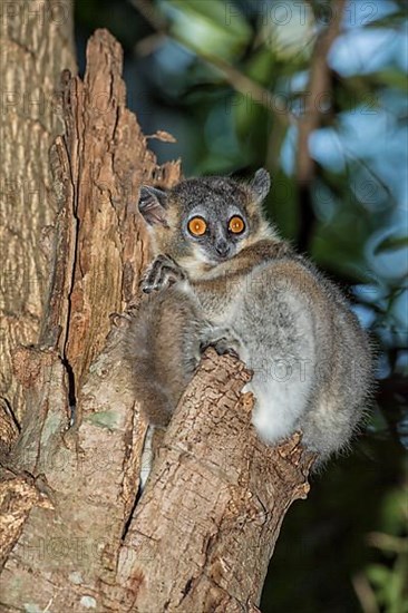 White-footed sportive lemur