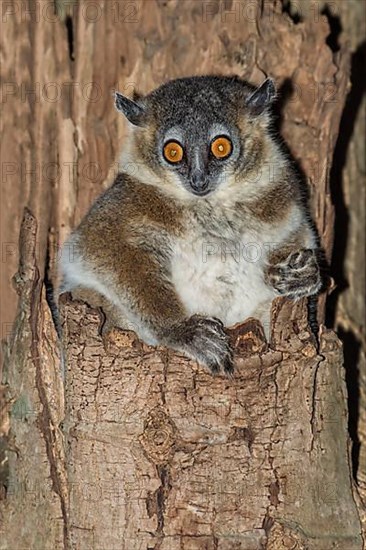 White-footed sportive lemur