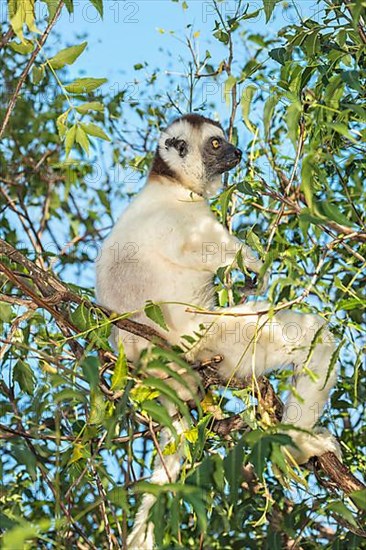 Verreaux's sifaka