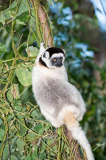 Verreaux's verreaux's sifaka