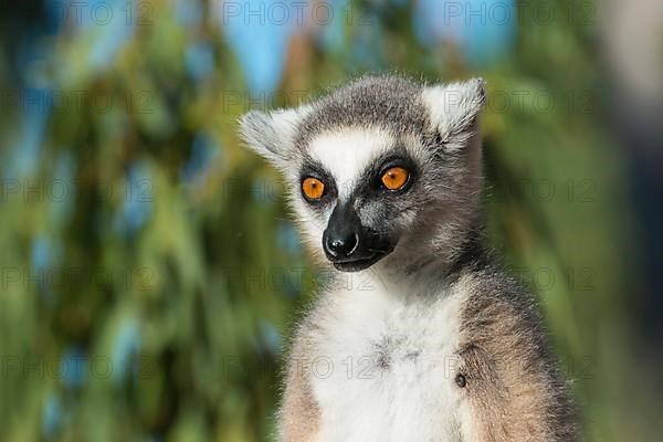 Ring-tailed lemur