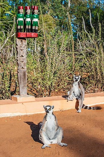 Two ring-tailed lemur