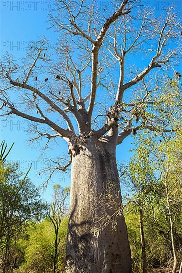 Za baobab