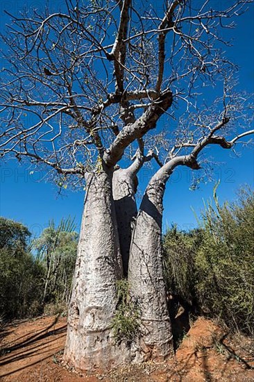 Za baobab