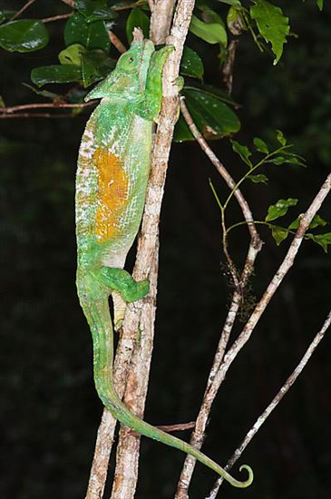 Parson's chameleon