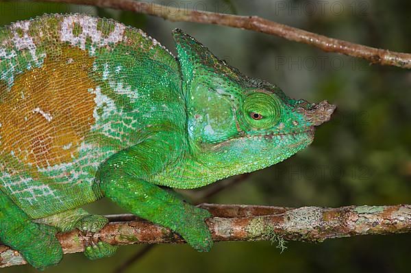 Parson's chameleon