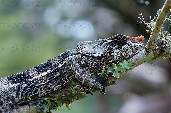 Elephant-eared or short-horned chameleon