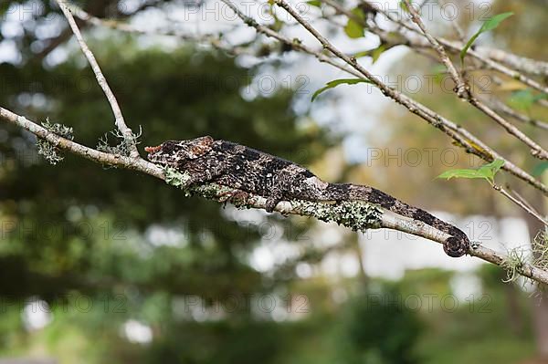 Elephant-eared or short-horned chameleon