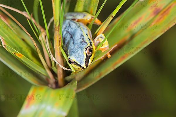 Blue-back reed frog