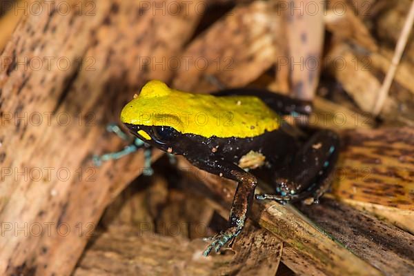 Climbing or climbing mantella