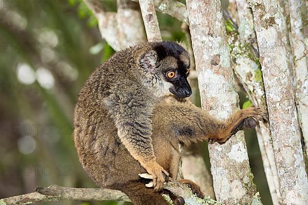 Red lemur