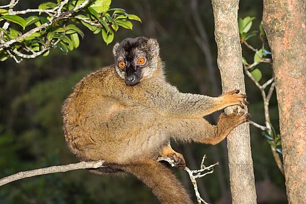 Red lemur