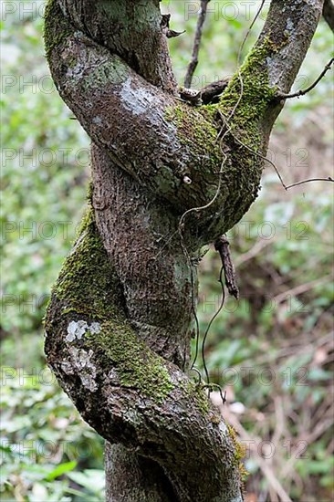 Twisted tree trunk