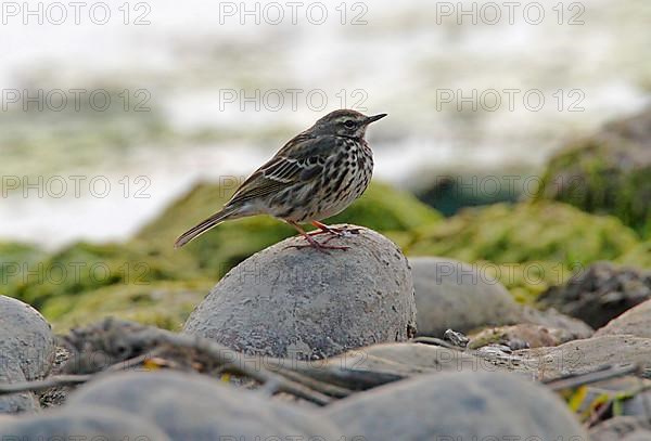 Rosy Pipit