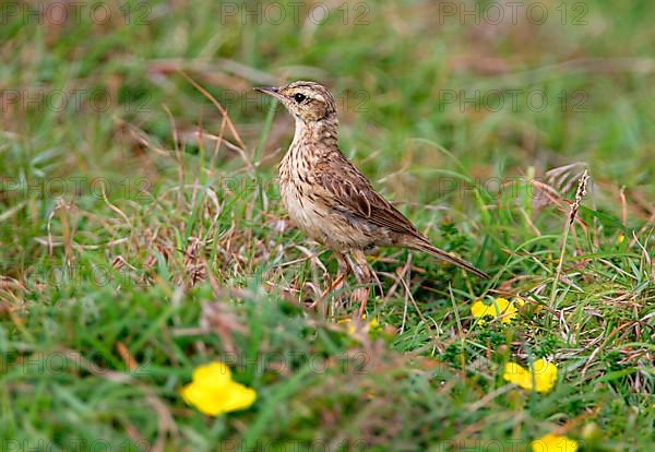 Australian Pipit