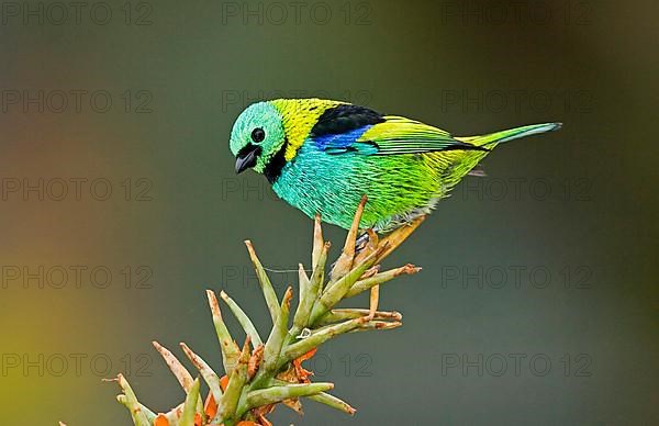 Green-headed tanager