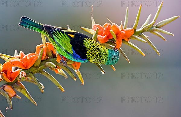 Green-headed tanager