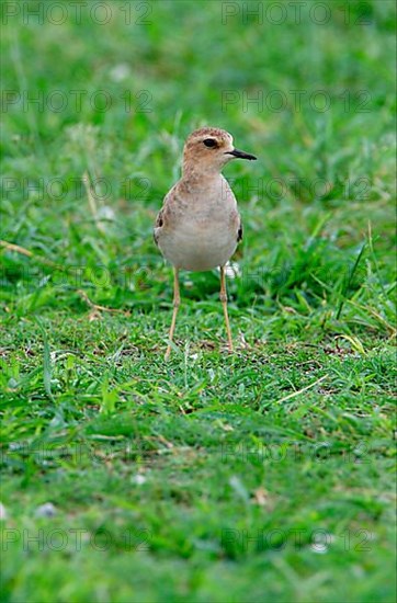 Oriental Plover