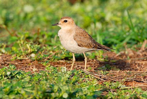 Oriental Plover