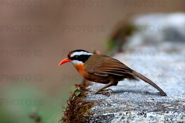 Coral-billed Scimitar-babbler