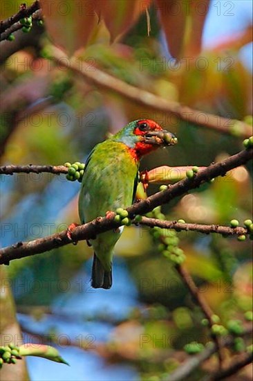 Crimson-fronted Barbet