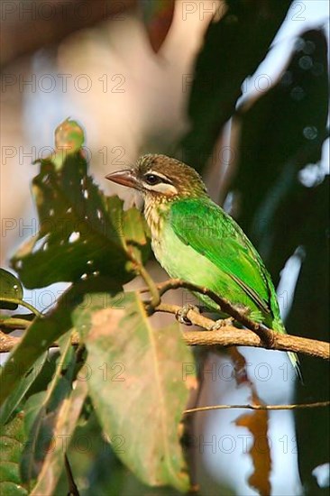 White-cheeked Barbet