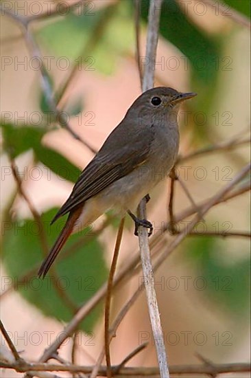 Rusty-tailed Flycatcher