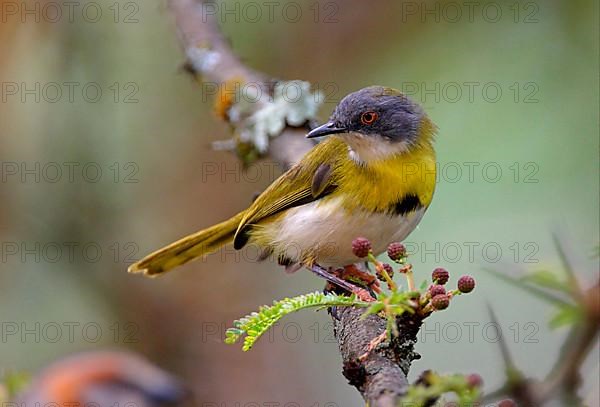 Yellow-breasted Apalis