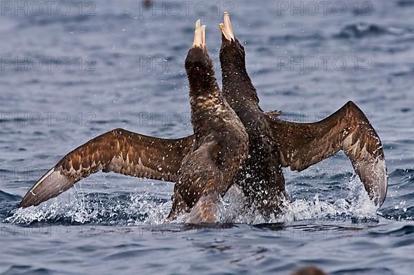 Hall's Petrel