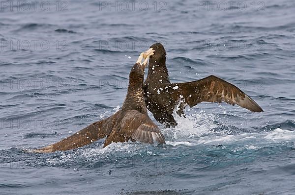 Hall's Petrel