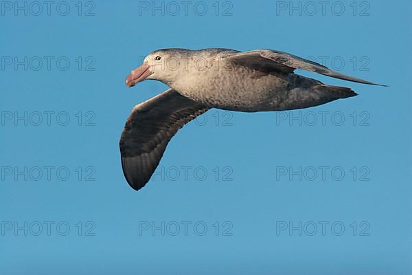 Hall's Petrel