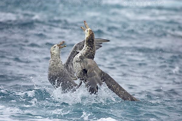 Hall's Petrel