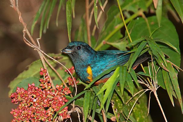 Chestnut-bellied Euphonia