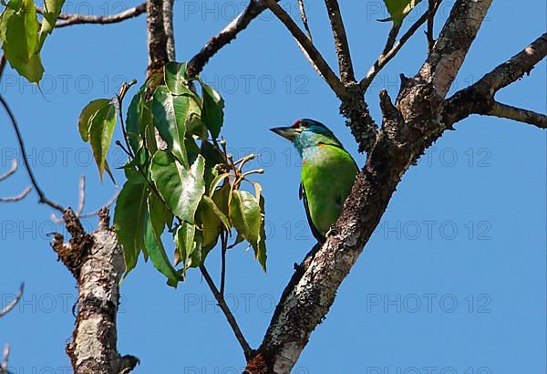 Blue-throated Barbet