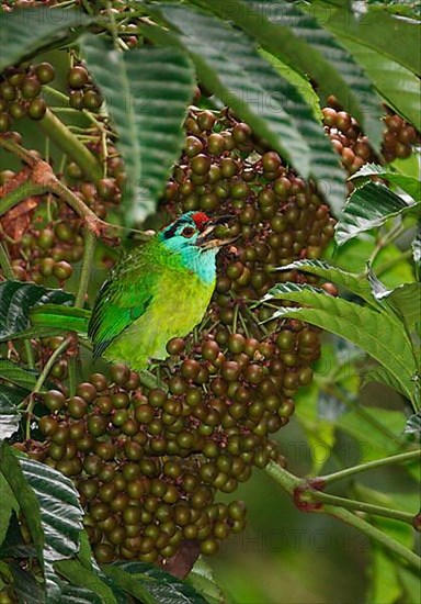 Blue-throated Barbet