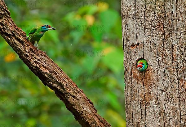 Blue-throated Barbet