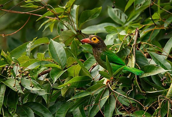 Brown-headed Barbet