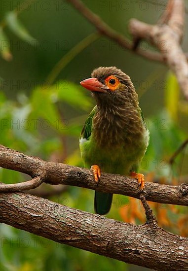 Brown-headed Barbet