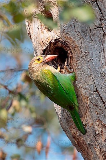 Brown-headed Barbet