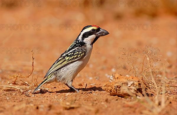 Red-fronted Barbet