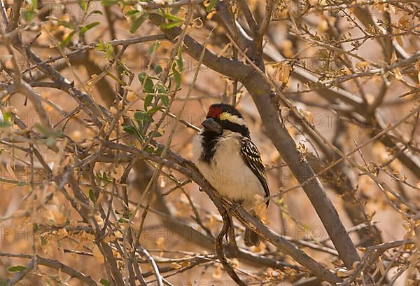 Acacia Pied Barbet