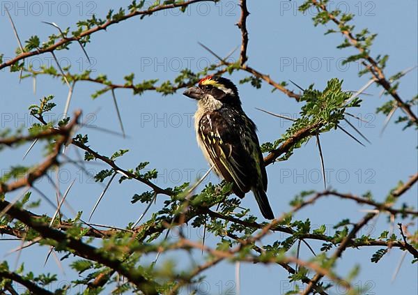 Red-fronted Barbet