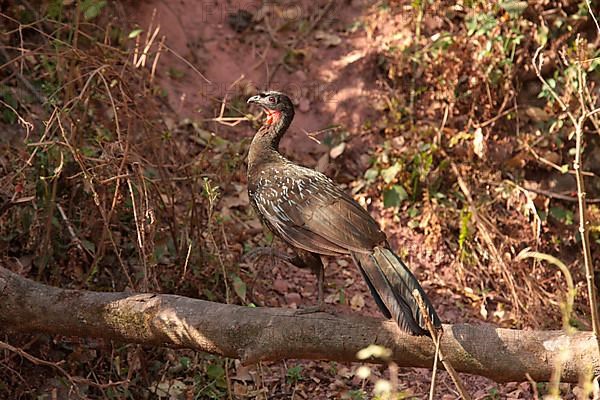 Dusky-legged guan