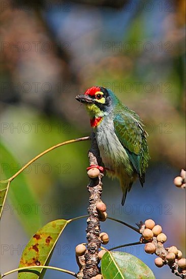 Coppersmith Barbet