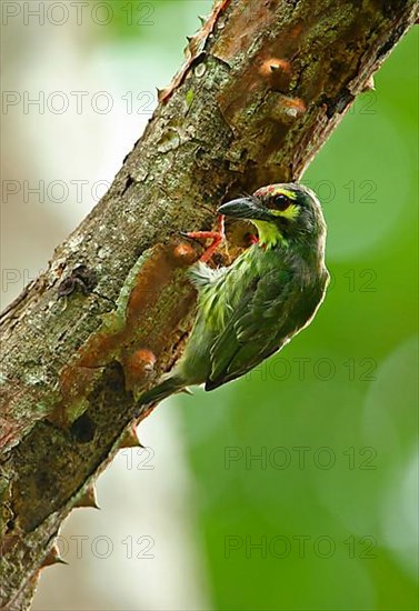 Coppersmith Barbet