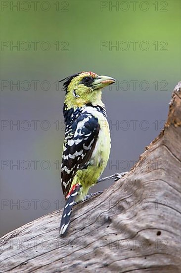 Crested barbet