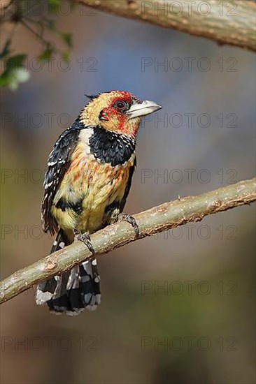 Crested Barbet