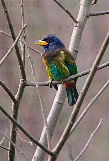 Great Barbet