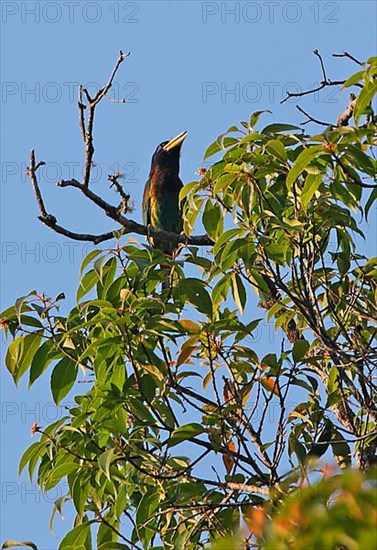 Great Barbet