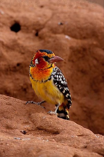 Flame-headed Barbet